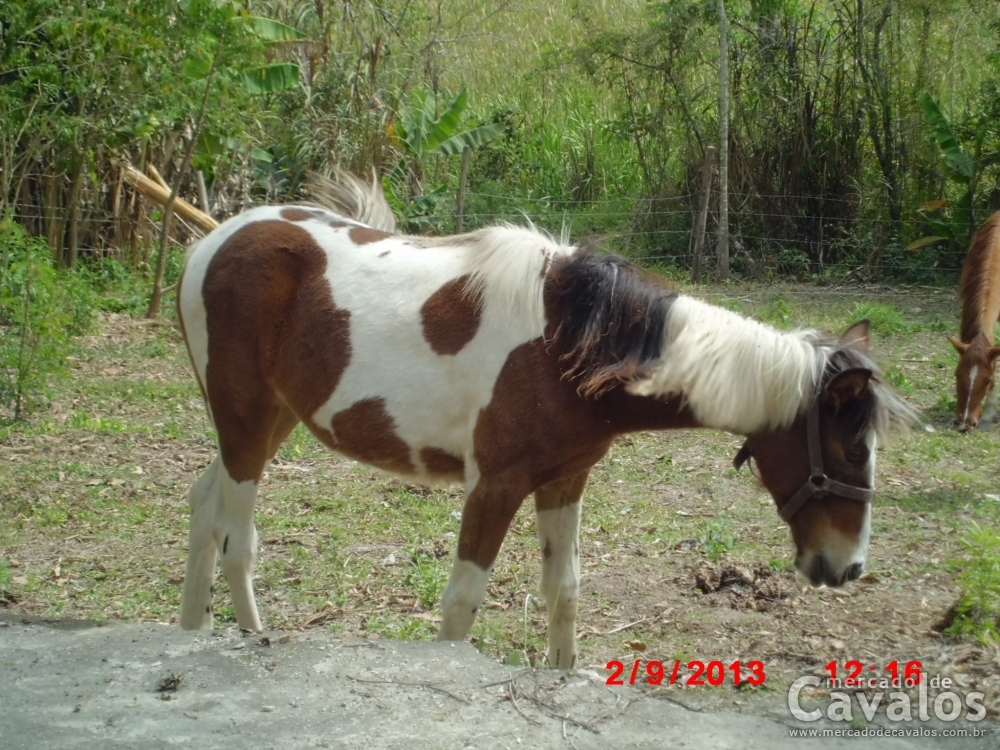 PÉROLA DO RANCHO JV