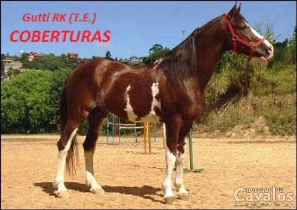 GUTTI RK (T.E.)