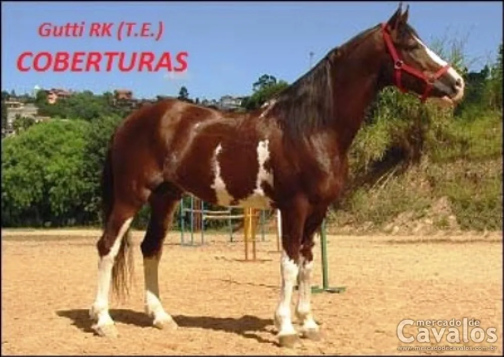 GUTTI RK (T.E.)