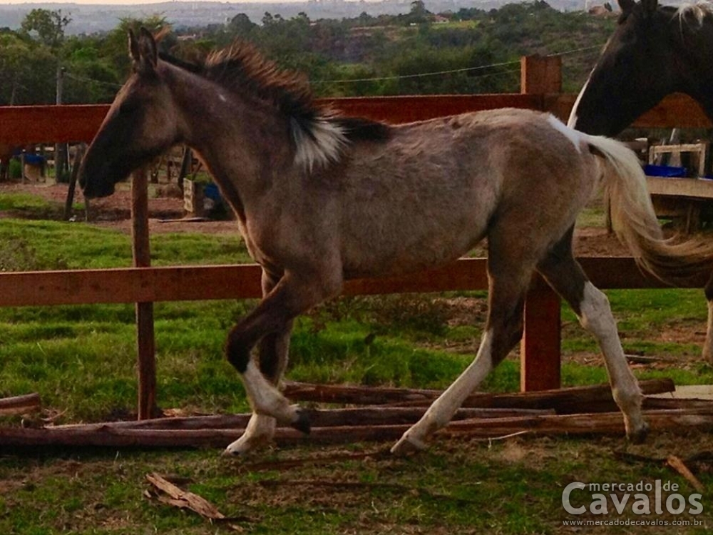 ZINGARO DO MUIRAQUITÃ