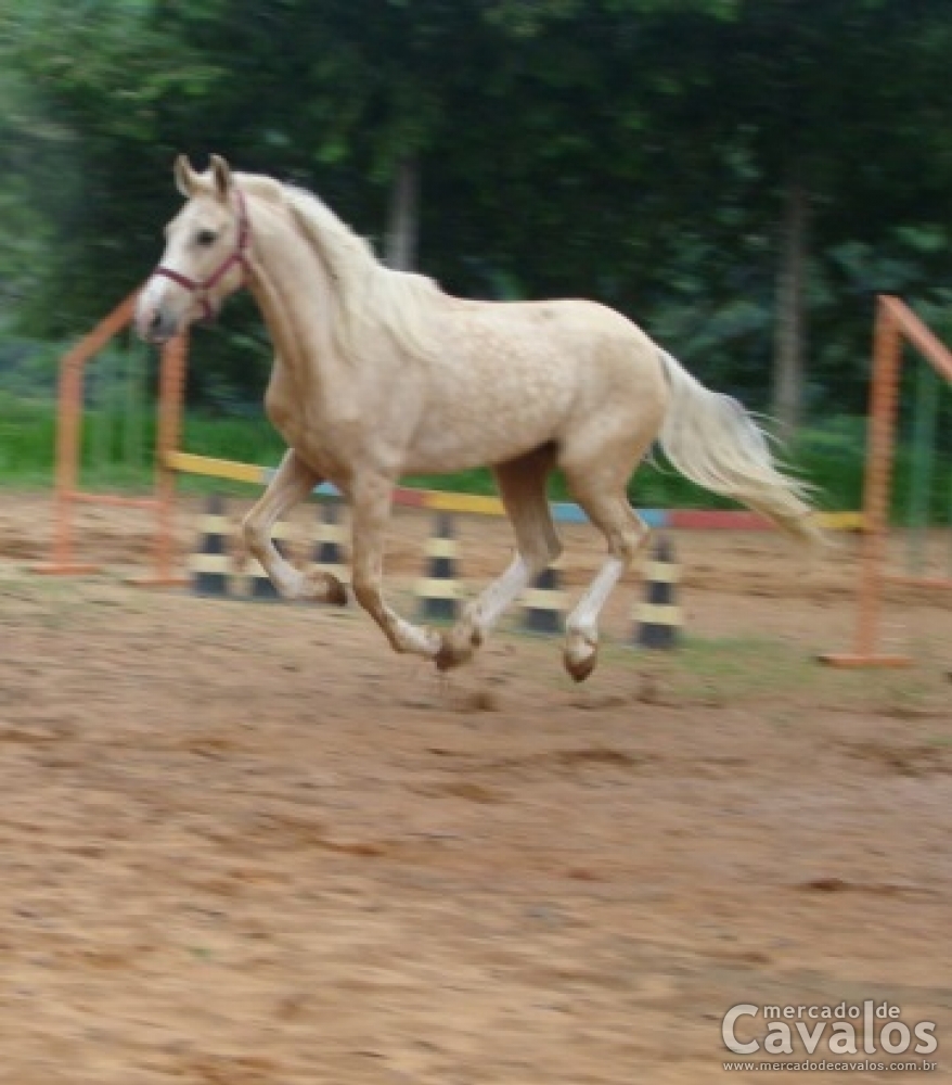 ÚNICO V.H.C