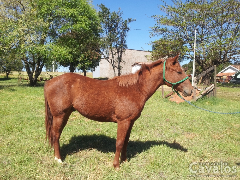 WRANGLER CARTEL