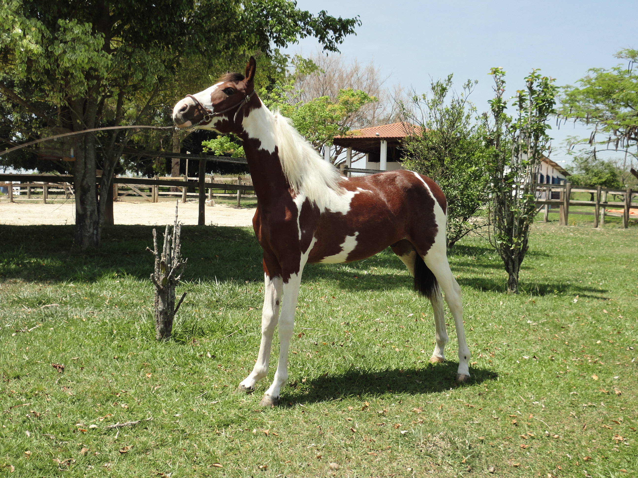 FABULOSO K EDSON