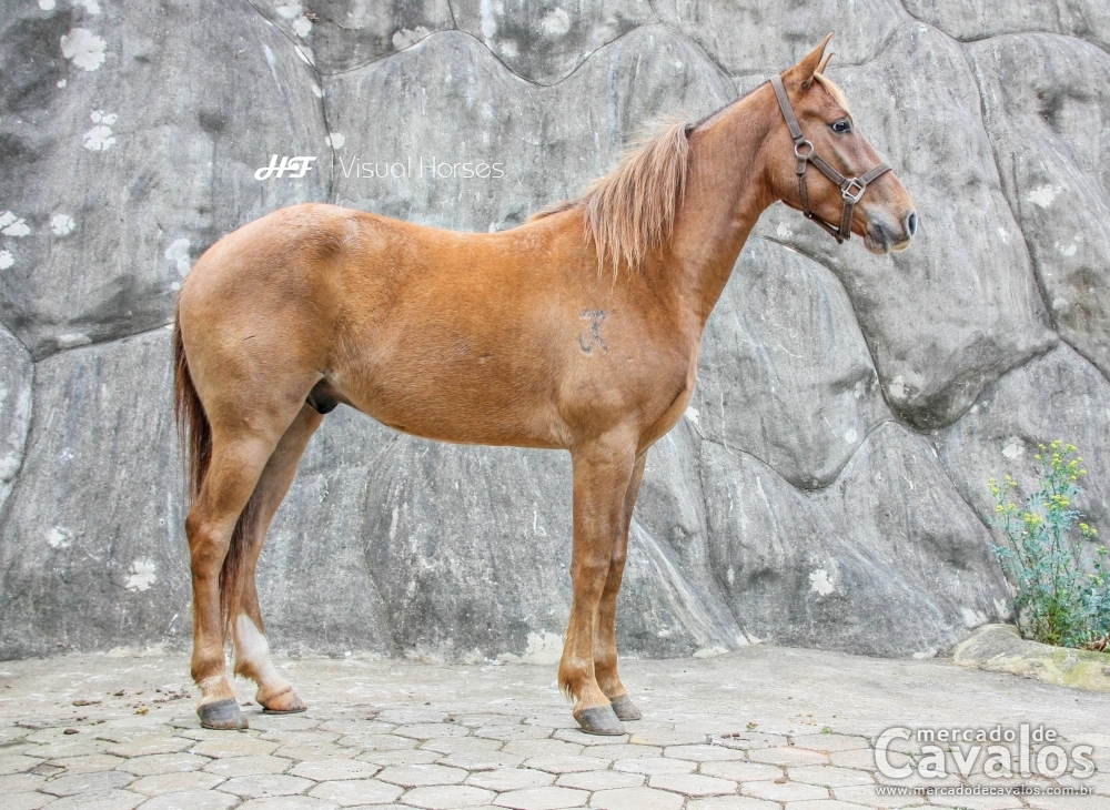 DEMAGOGO