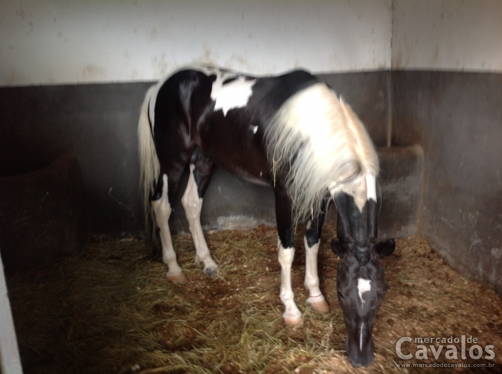 ÍNDIO PEHÁ