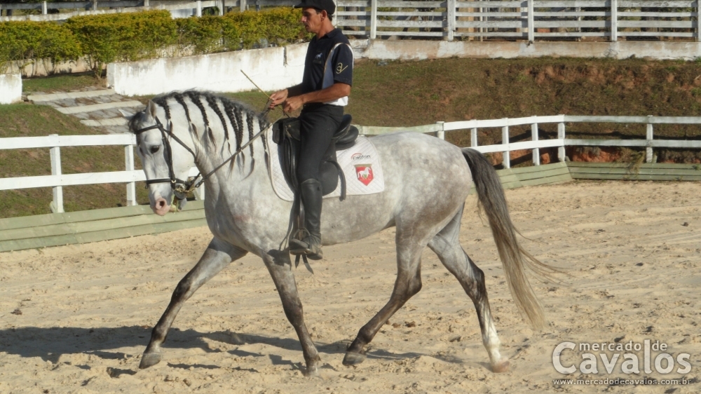 CRAVO NP