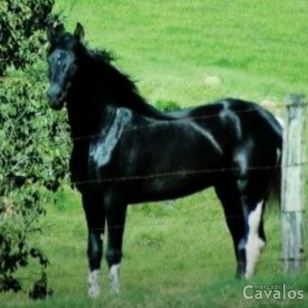 APACHE DE N.H