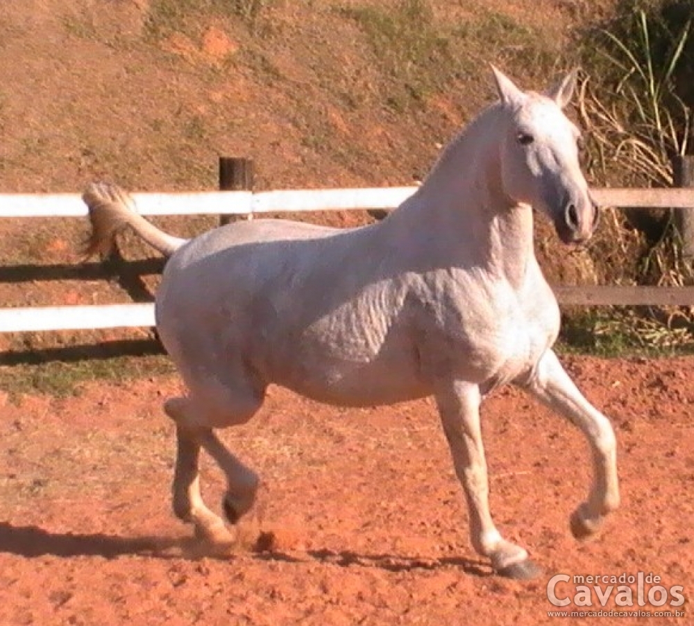 ONUNPUE DO XAPURY