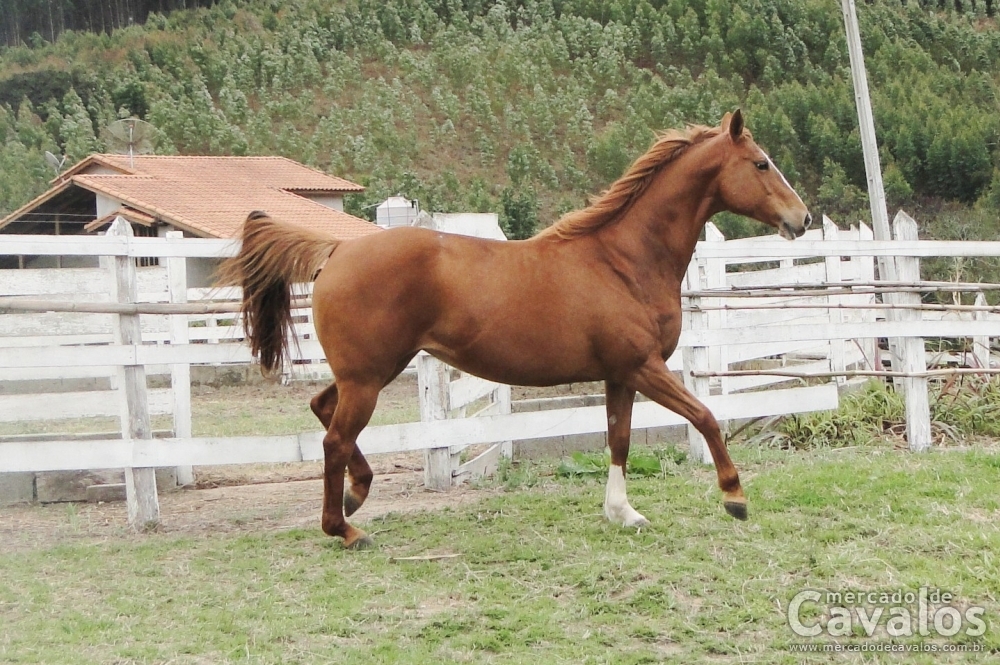 LA ZORREITA PO92957