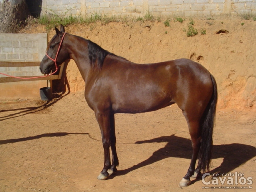 DALILA DA SRQ