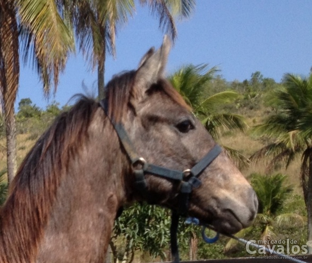 PRESTIGIO DAS CHAVES DE SANTANA