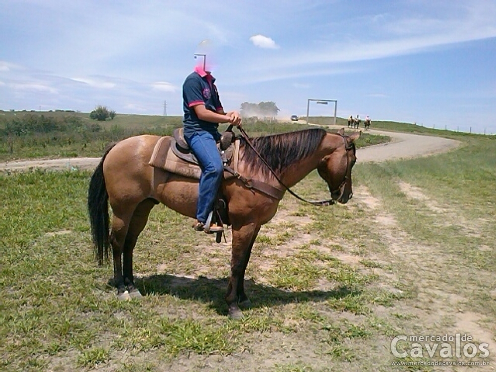 MISTER GREAT CODY FF