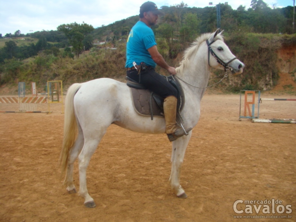 GALANTE V.H.C
