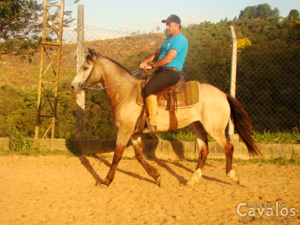FEITICEIRA V.H.C