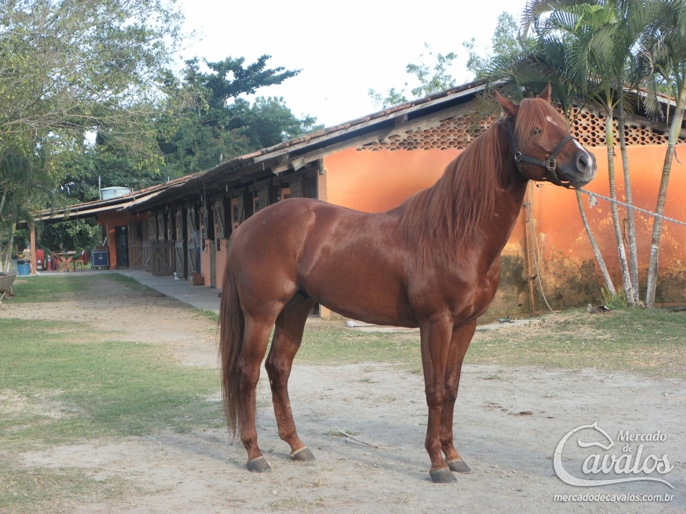 HOBÃO FZ