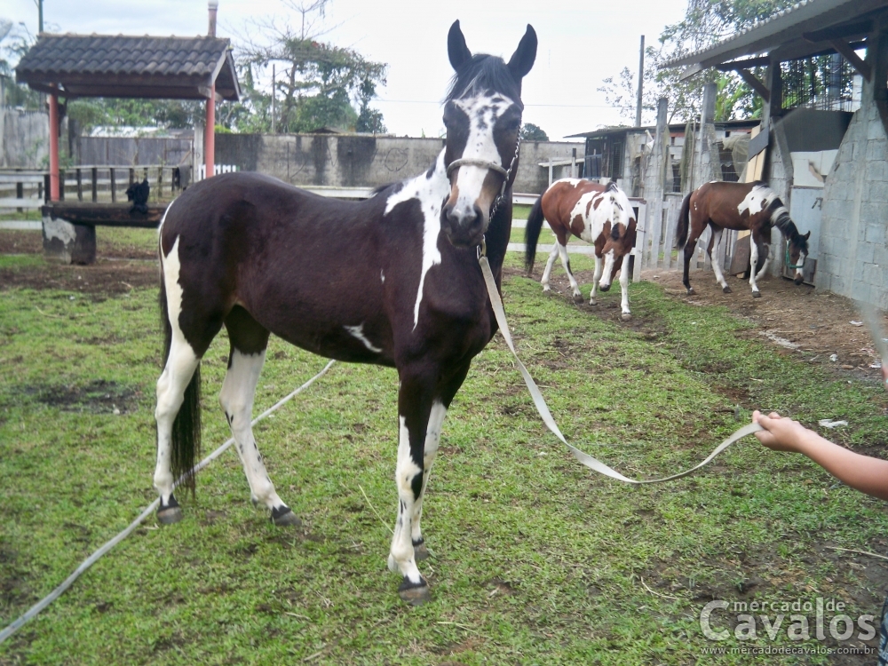 SAVANA RVL