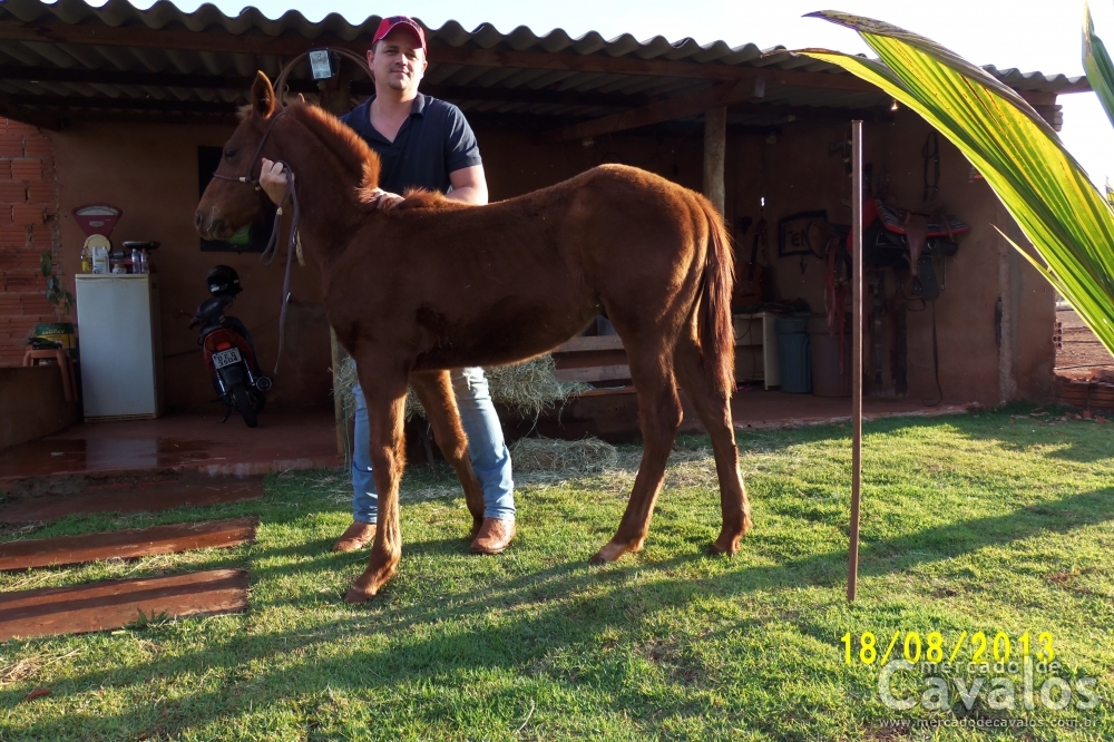 COMANCHE DO SANTA LAURA