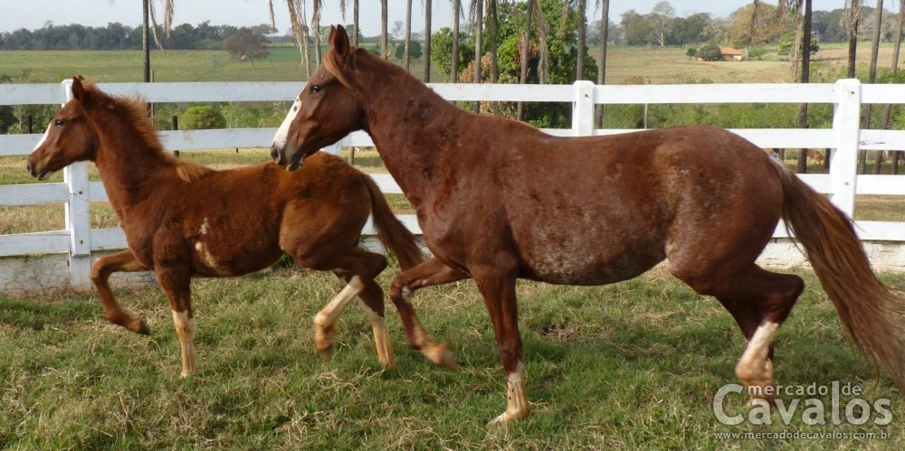 NOVA AMIGA