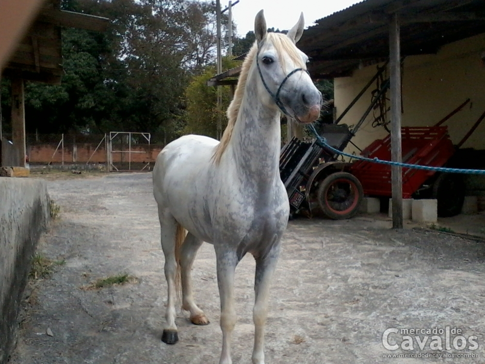 ICARO
