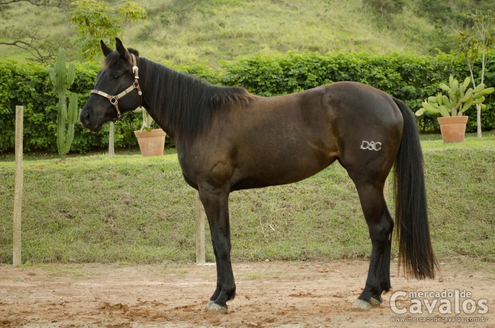 BRISA SPECIAL DEC