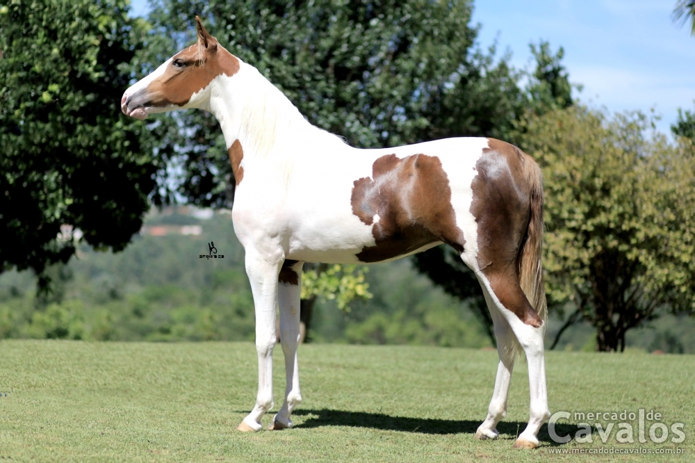 ESTRELA DO SIR