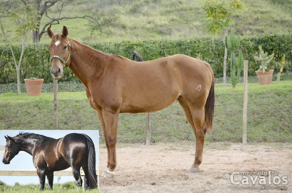 MAUSER FLY VM X BELLABEL PLAYBOY B2B
