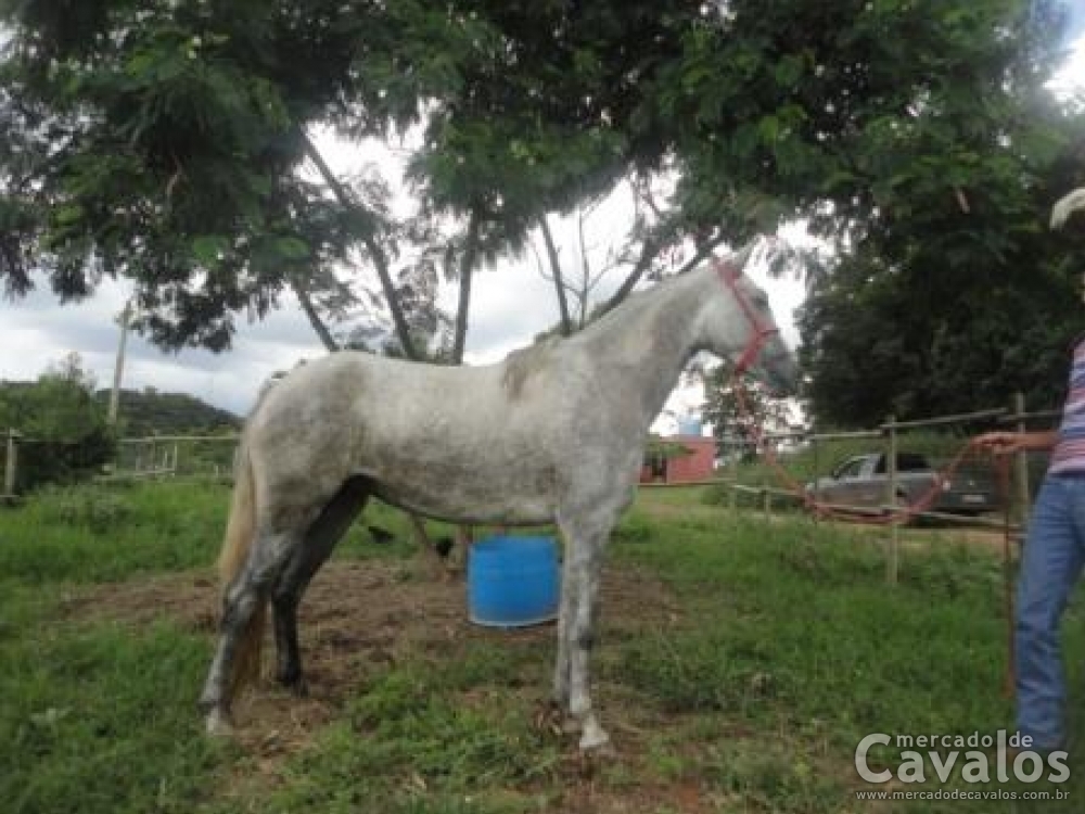 GAIVOTA DO FALEIRO