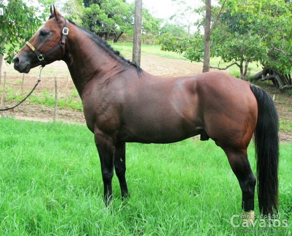 ROYAL PLAYO'LENA YM