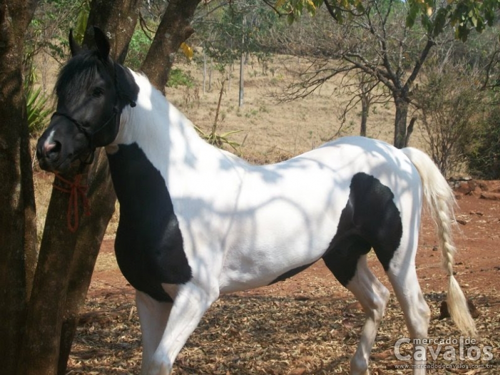 BARÃO