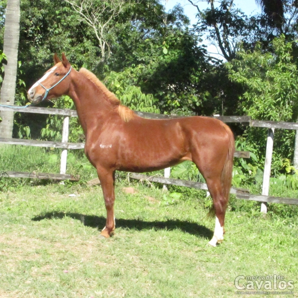 ITÁLIA DO ORGIN