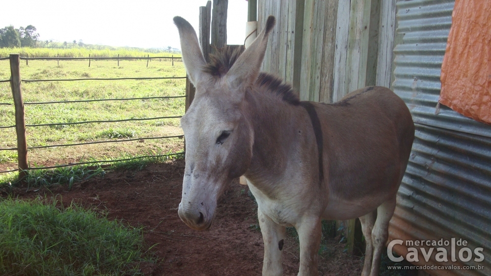 CANARIO
