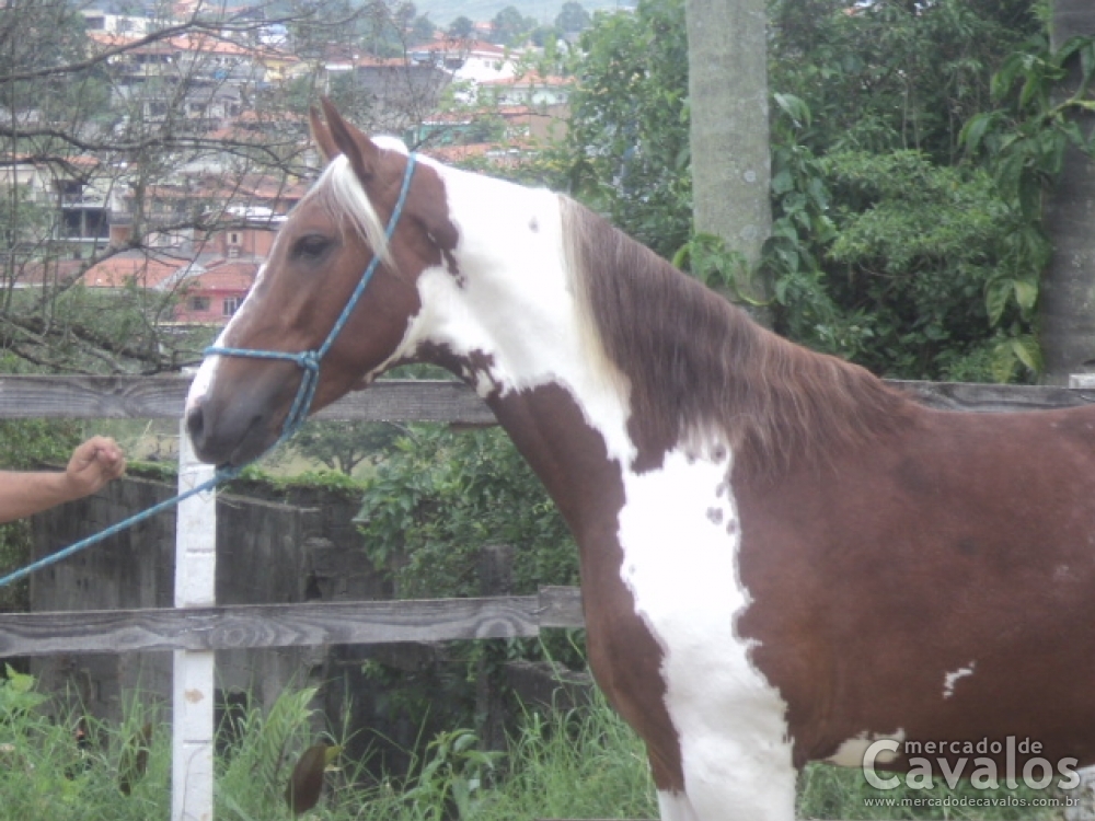 FALCÃO DA TATU (T.E.)