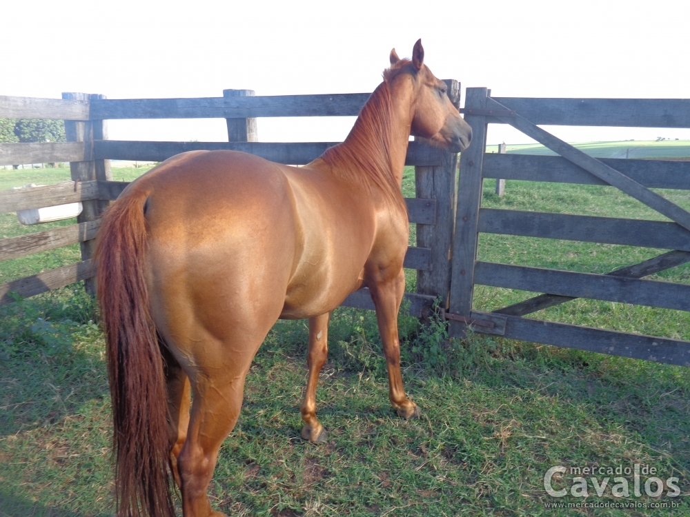 SMART HICKORYDOC NHO