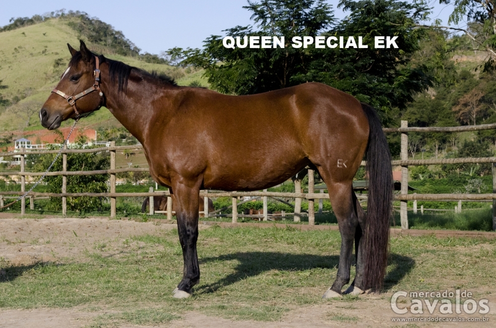 QUEEN SPECIAL EK