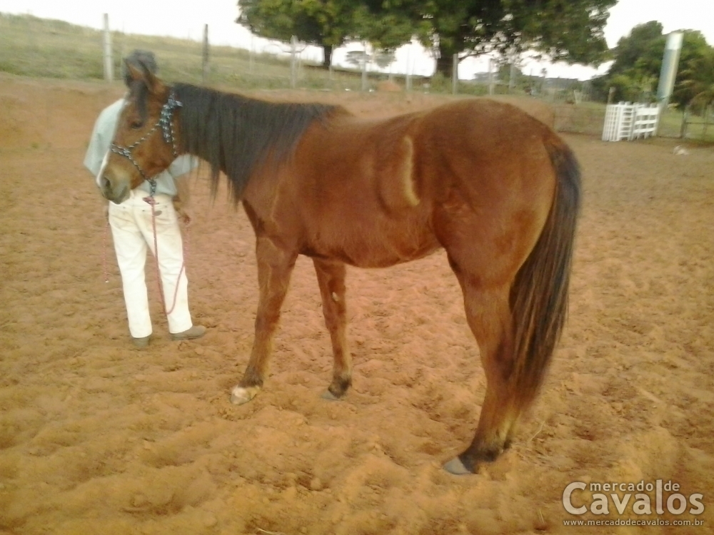 MANCHETE DANDY DOC