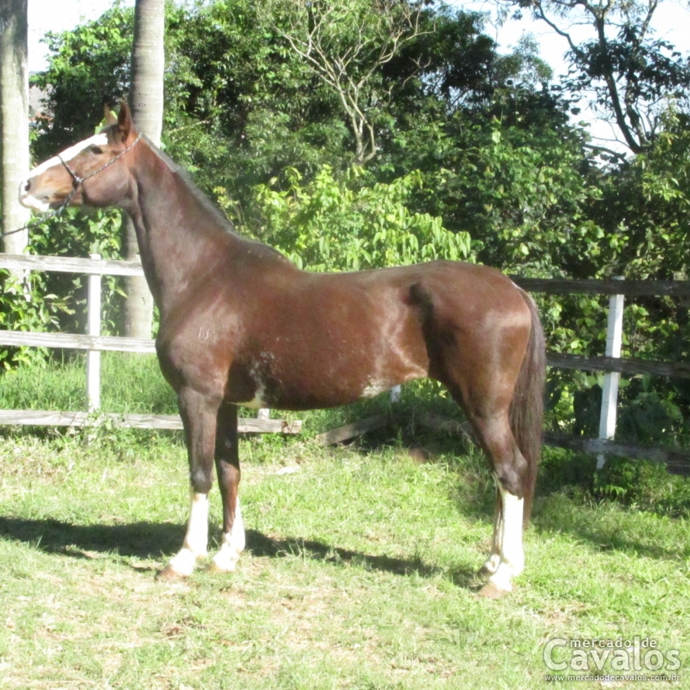 LENBRANÇA DA BRAIDO I