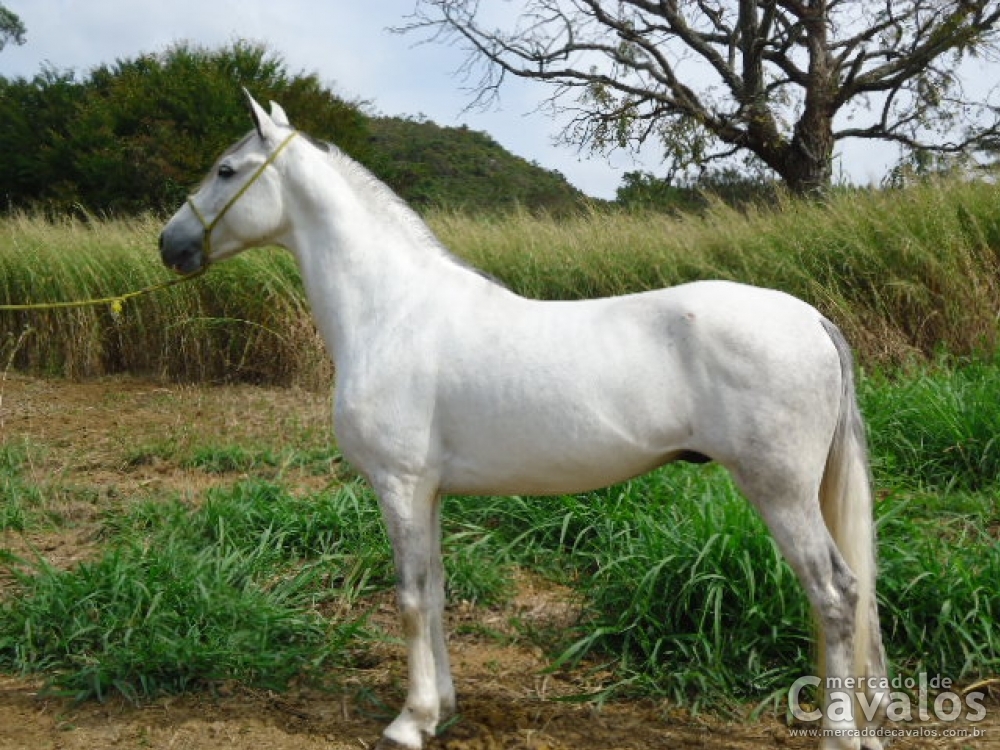 KODAK SARIMAR