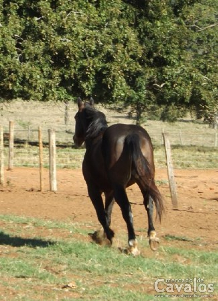 VALET ZORRERO GRAY