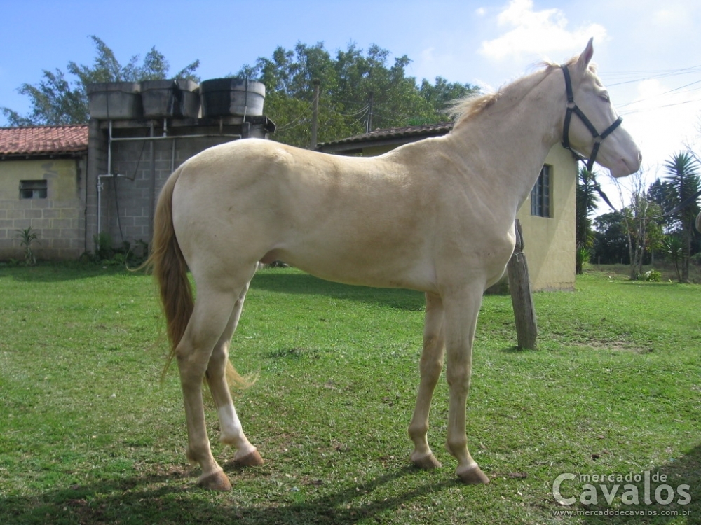 MARFIM