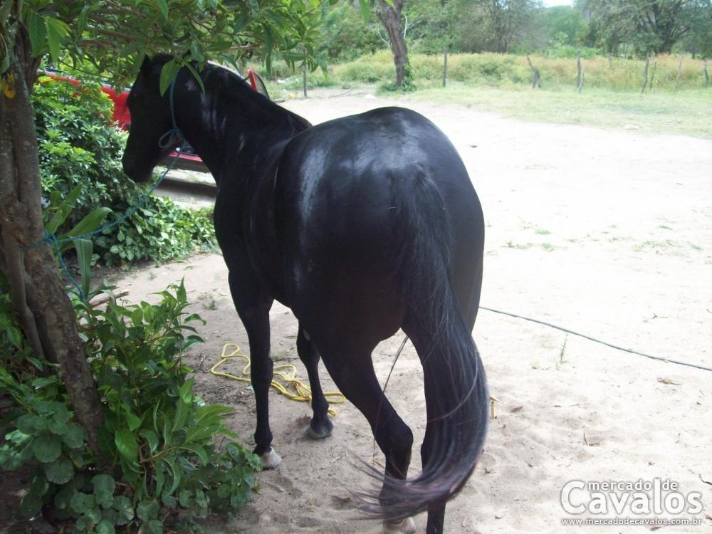 CADEADO SAN