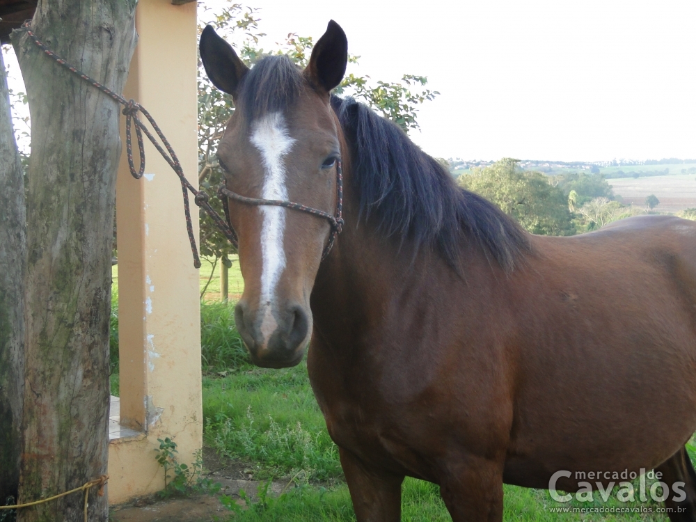 SAVANA