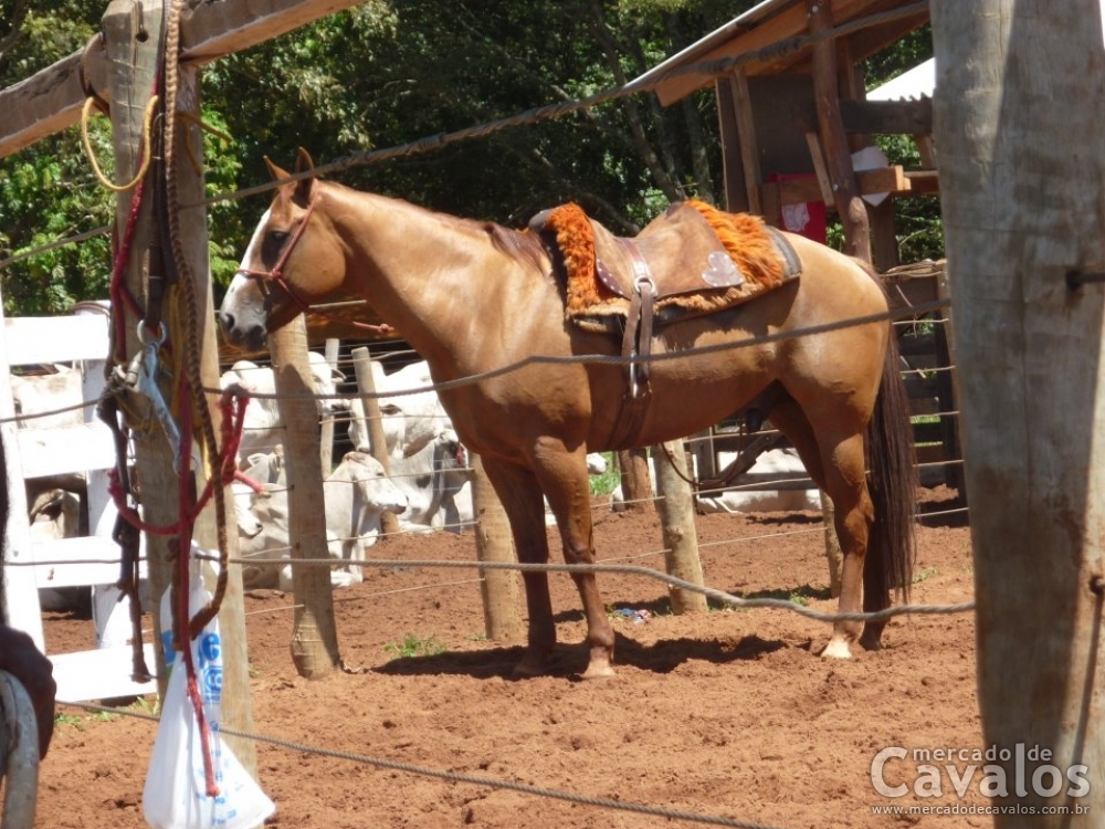 TEXAS COWHORSE HN