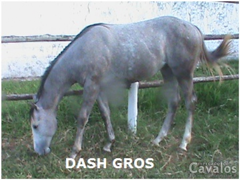 DASH GROS