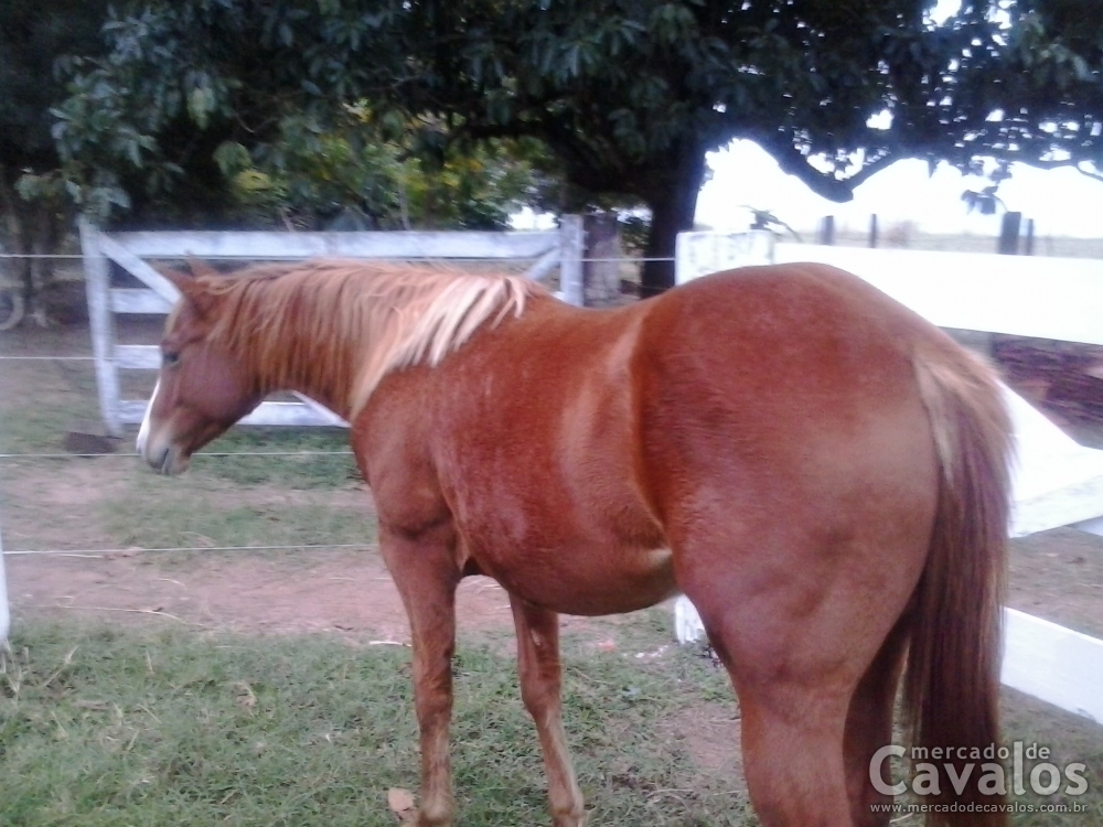 FLICKA DUDE STAR