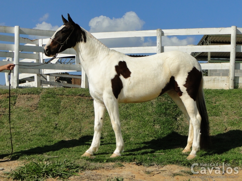 GAUCHA RJR