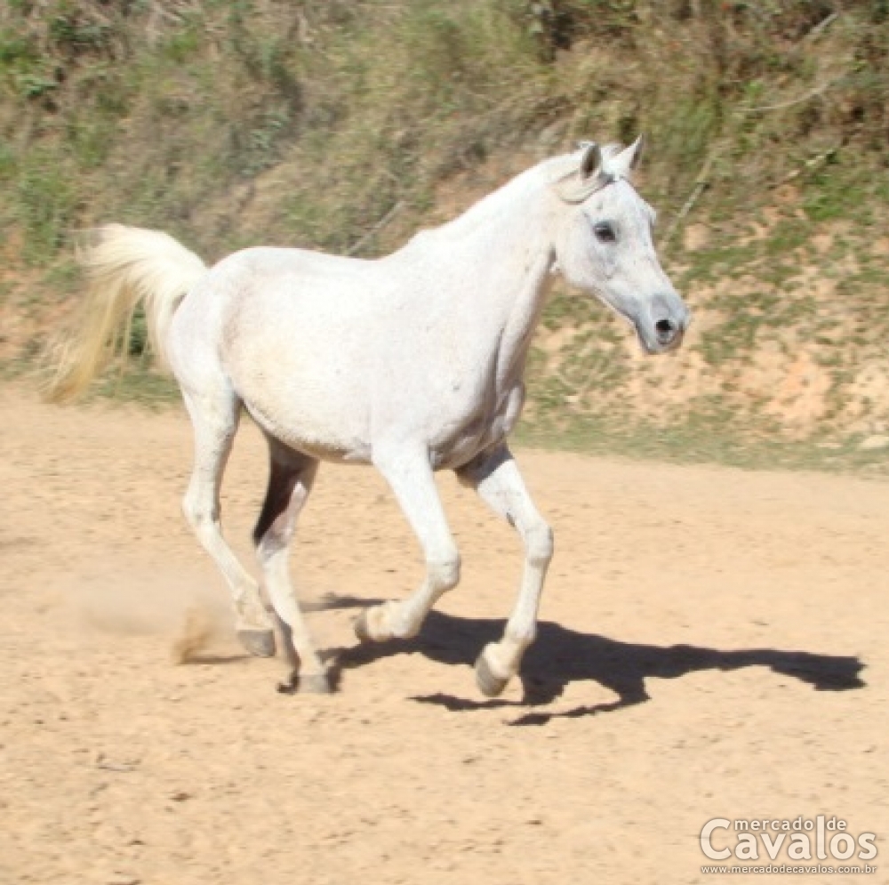PALOMA V.H.C