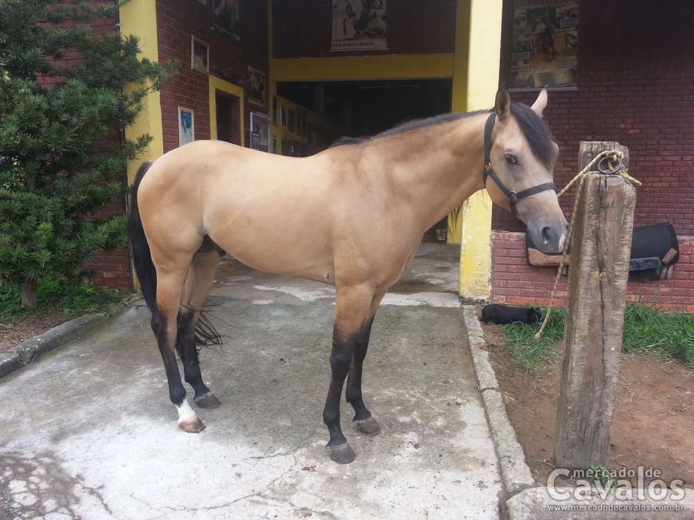 OLAM  ACE