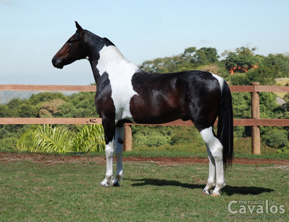 EROS P. HORSE