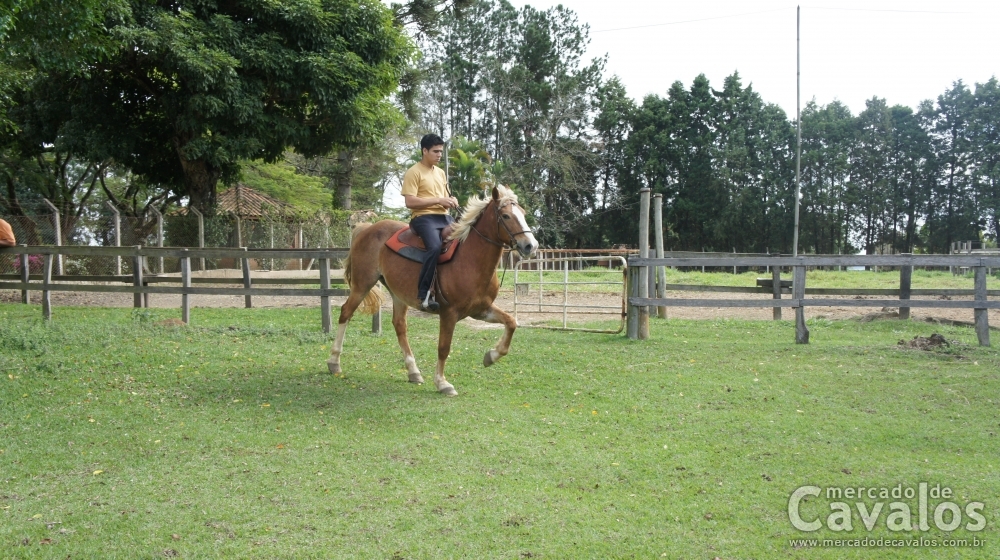 SCOTH DO CONFRARIA
