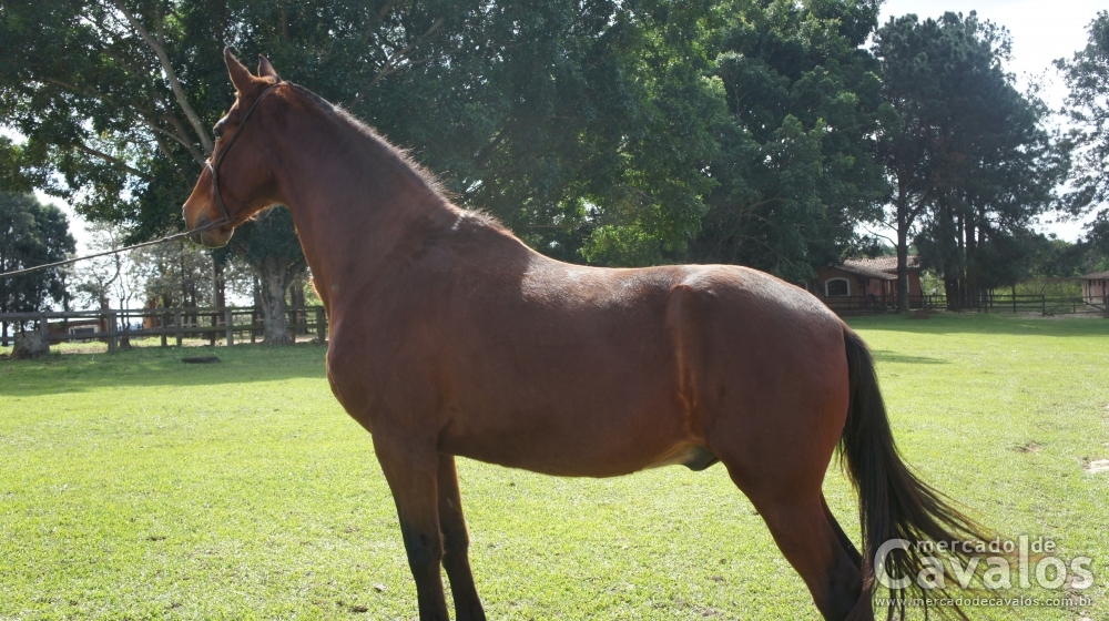 MUSTANG DO CONFRARIA